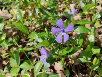 Barwinek pospolity (Vinca minor), <p>fot. Sebastian Piskorski</p>